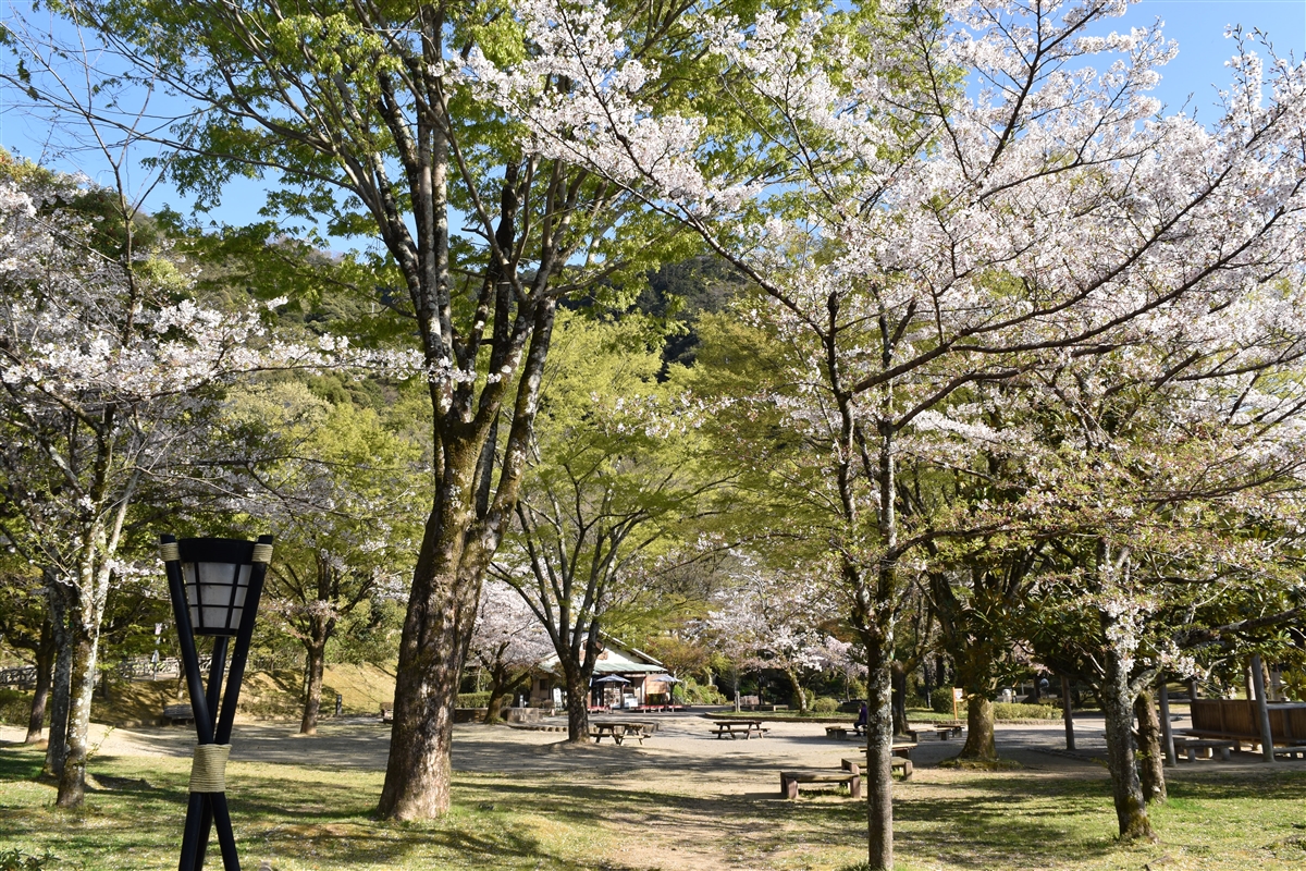 岐阜公園の花見