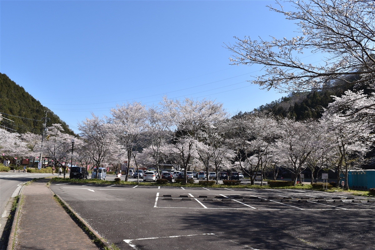 「千本桜」寺尾ヶ原公園