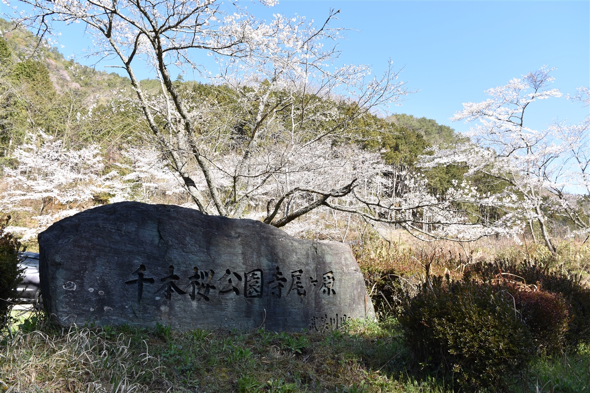 「千本桜」寺尾ヶ原公園